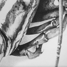 Load image into Gallery viewer, Lobster Romance