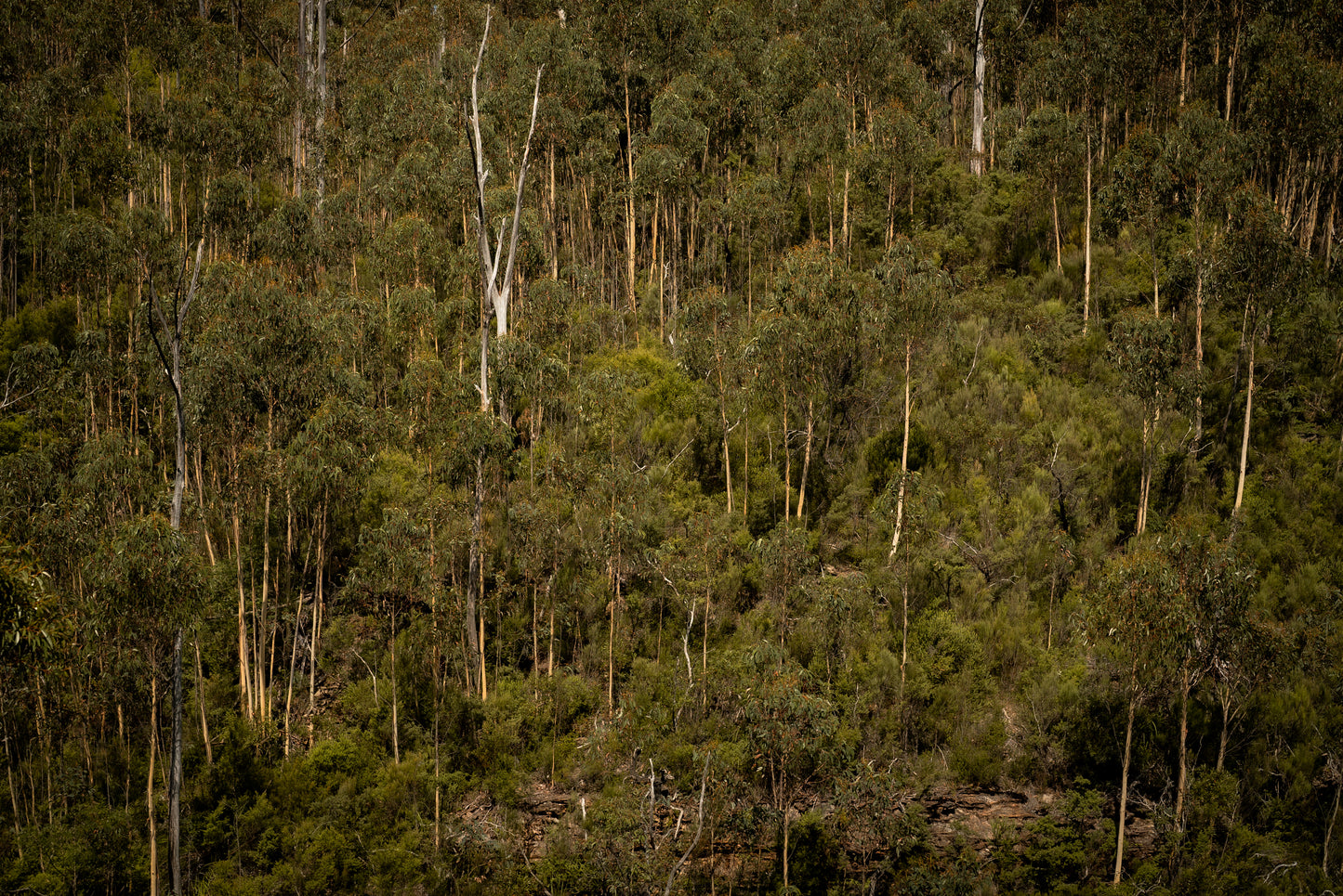 Blue Mountains #2 (unframed)