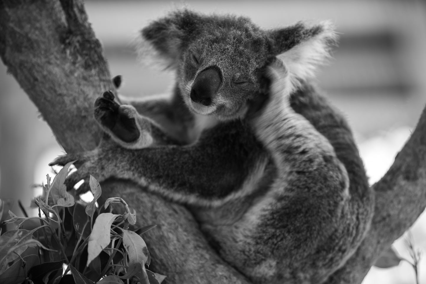 Newcastle #3 (unframed)