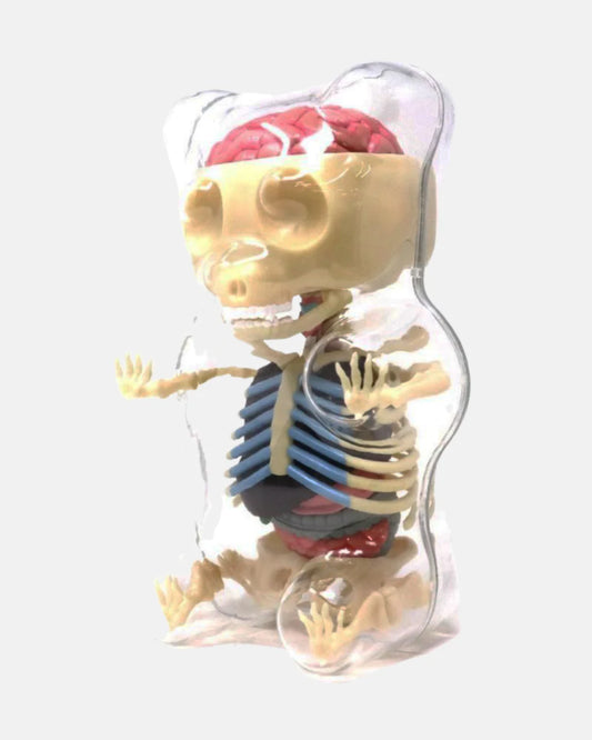 Gummi Bear Anatomy (Signed)