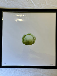 FULL SET Jeni's Editions (12 prints)