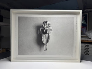Pig Skull