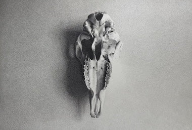 Pig Skull