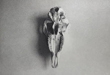 Load image into Gallery viewer, Pig Skull
