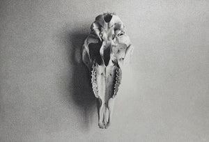 Pig Skull