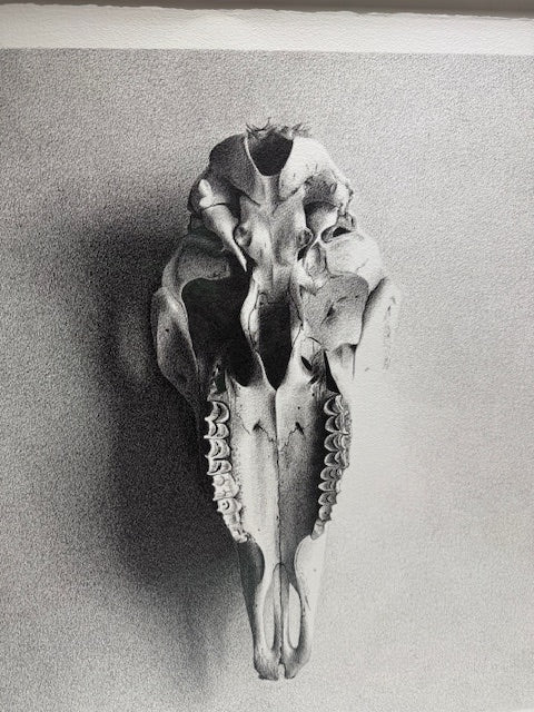 Pig Skull