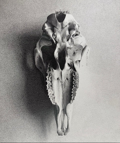 Pig Skull