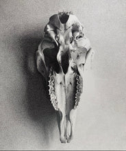 Load image into Gallery viewer, Pig Skull
