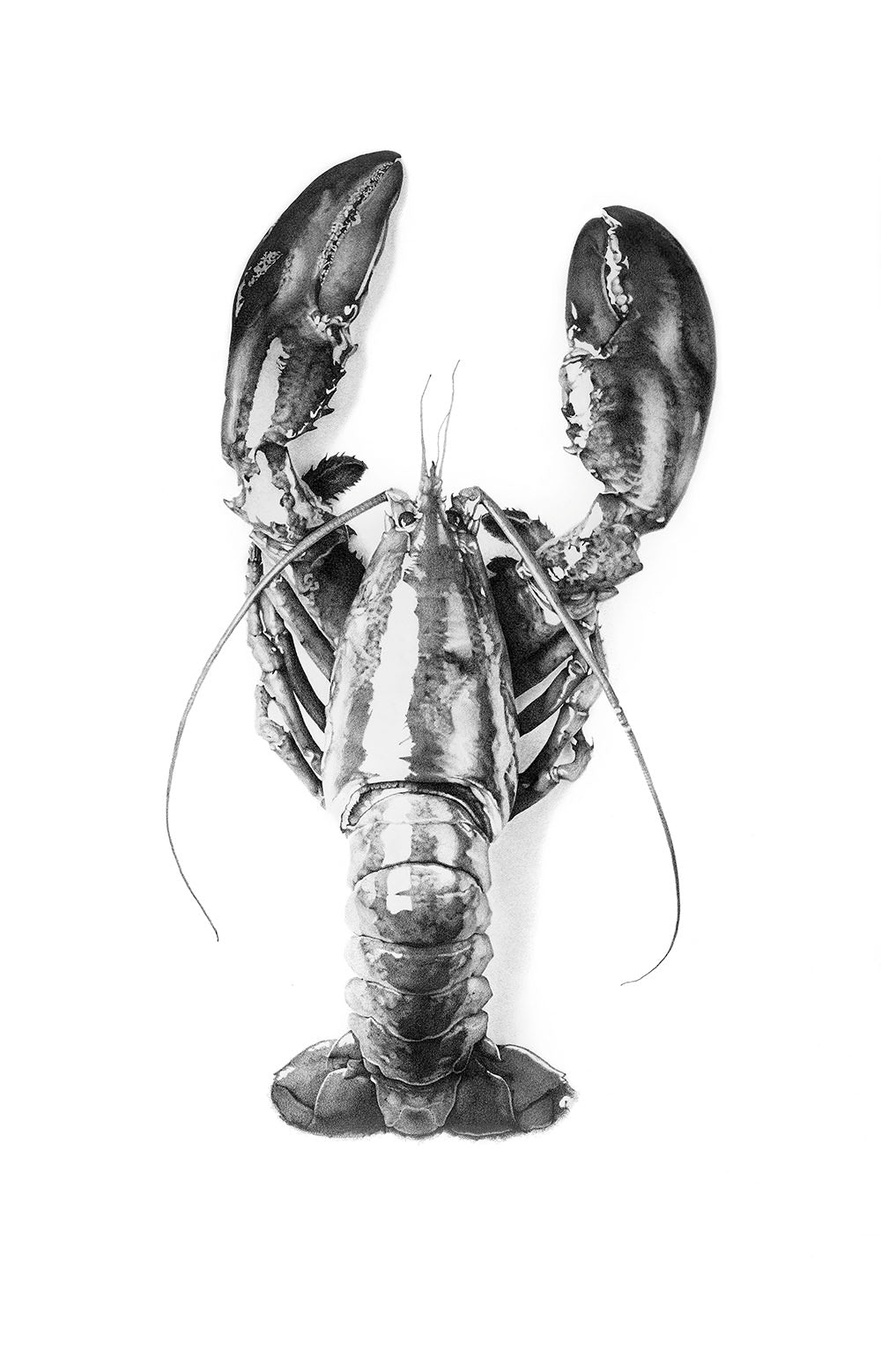 Lobster Romance