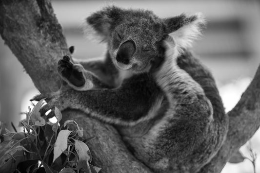 Newcastle #3 (unframed)