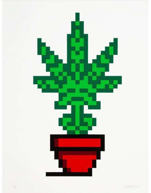 Hollyweed - Red Pot