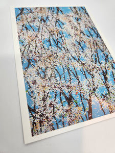 Colorful Blossom - Official Exhibition Postcard